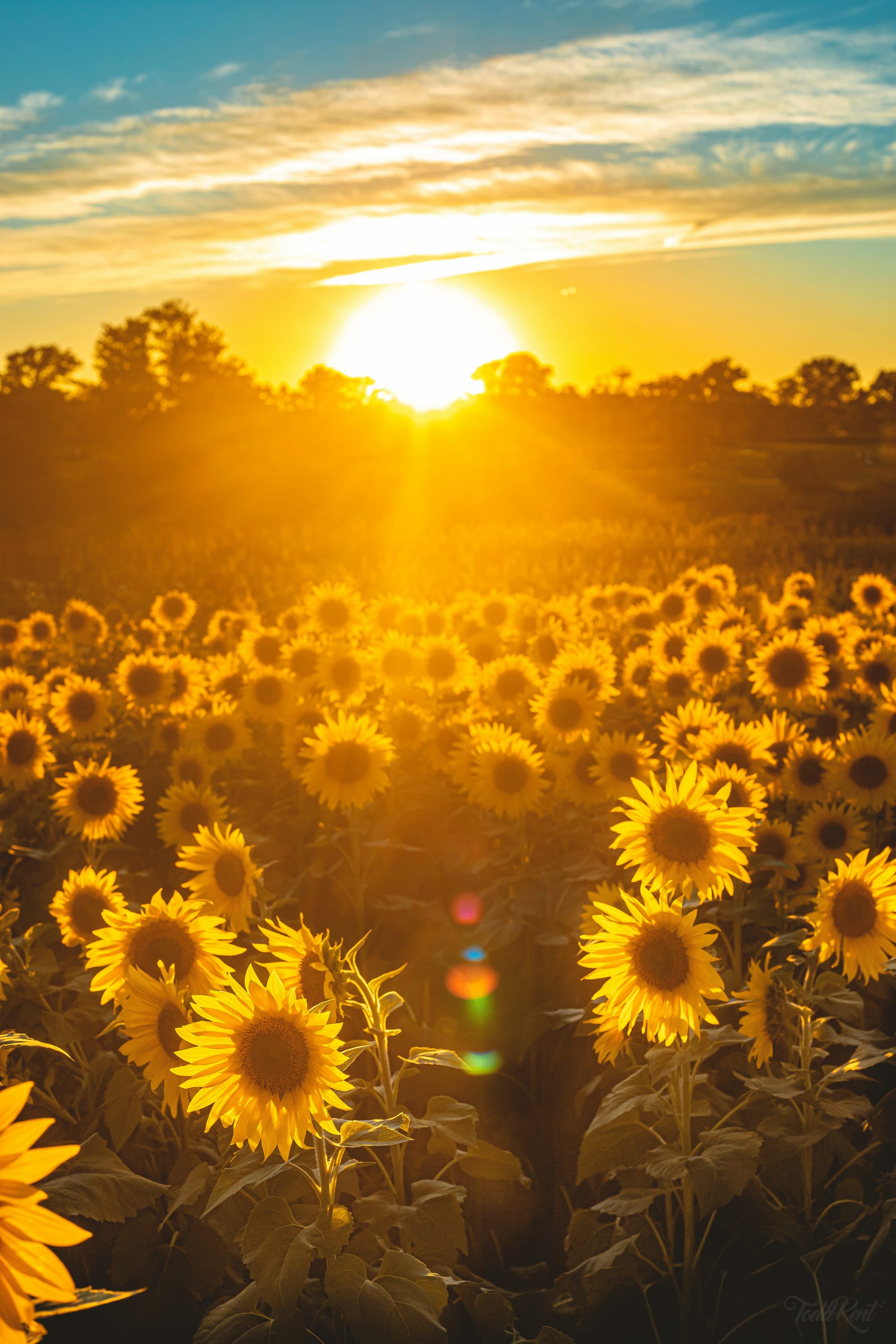Vie Par Sol